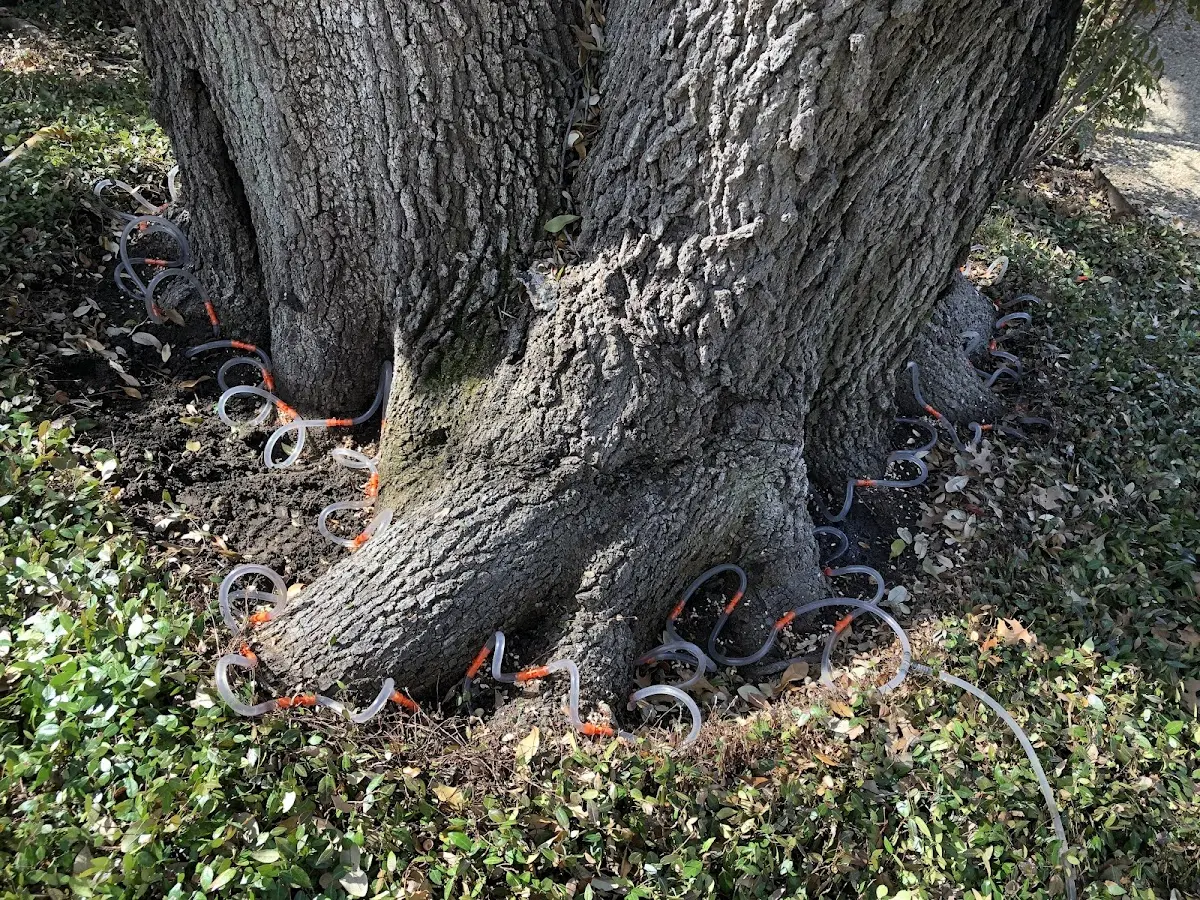 Detailed Shrub and Hedge Trimming job site in Bloomsdale