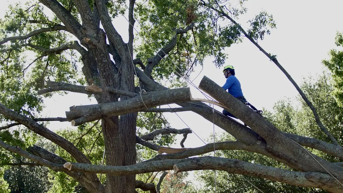 Professional Crown Thinning performed by certified arborists in Bloomsdale